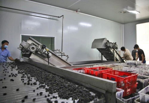 鹽邊縣 深化果桑產(chǎn)業(yè)布局，加快酒制品生產(chǎn)推動(dòng)產(chǎn)業(yè)鏈延伸